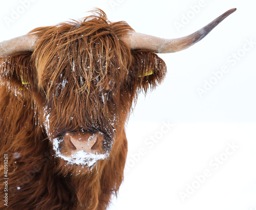 scottish highland cow