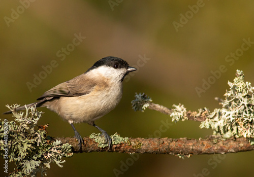 Common Marsh Tit in the forest background