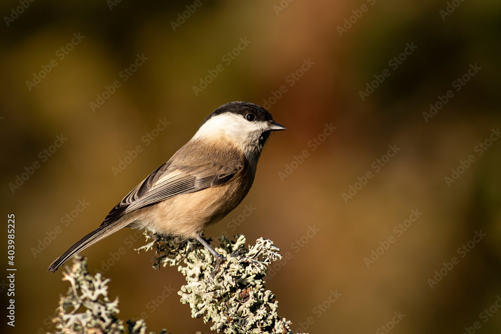 Small Willow Tit in autumn forest Small Willow Tit in autumn forest