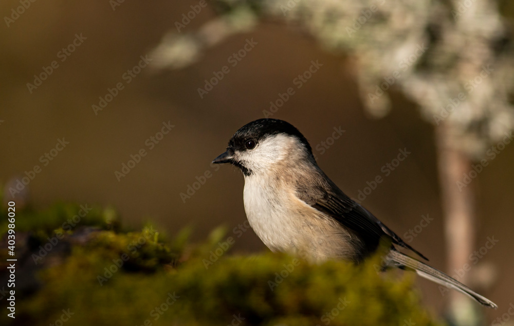 Obraz premium Common Marsh Tit in the forest background