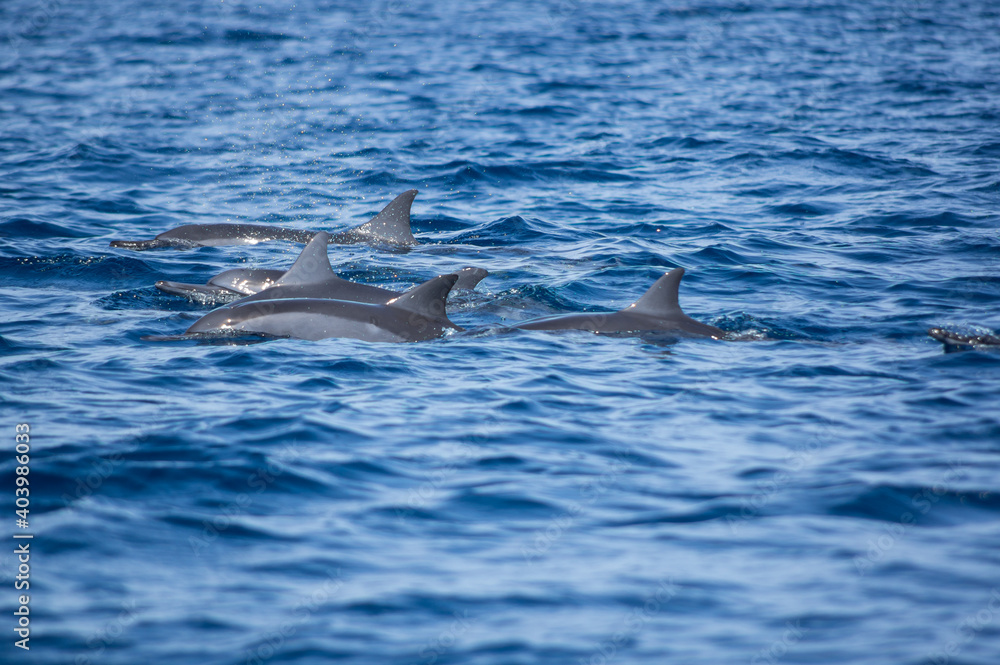 Fototapeta premium View of a group of wild dolphins