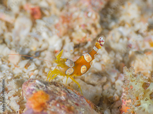 Squat shrimp with Fire anemone (Mergui archipelago, Myanmar)