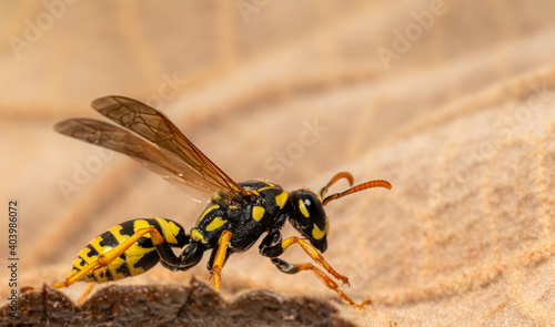 Side view of a crawling field wasp on the leaf margin