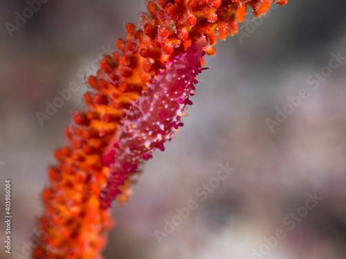 Rosy spindle cowry on a whip coral (Mergui archipelago, Myanmar)