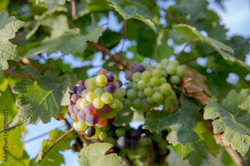 Wallpaper Mural Young and Ripe grapes on vine at wineyard before harvesting Torontodigital.ca