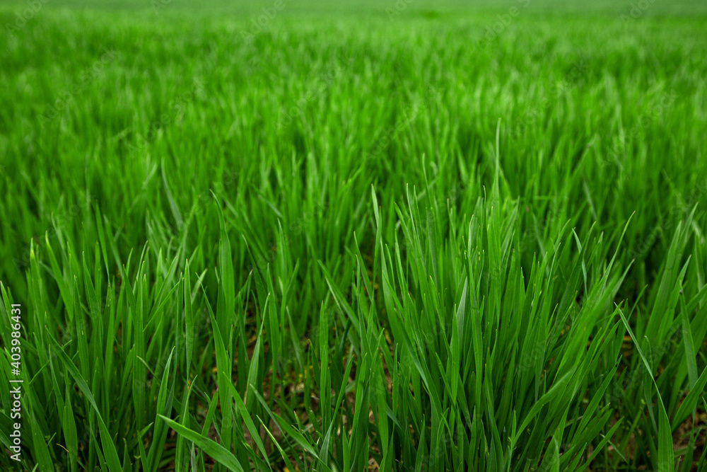 young green wheat shoots in a spring field, a cloudy day without sun