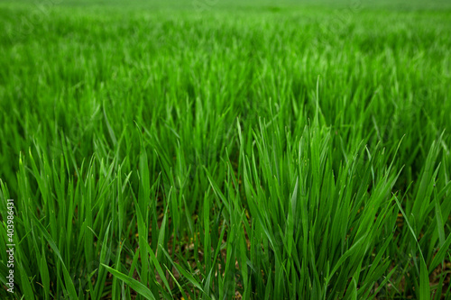 young green wheat shoots in a spring field, a cloudy day without sun