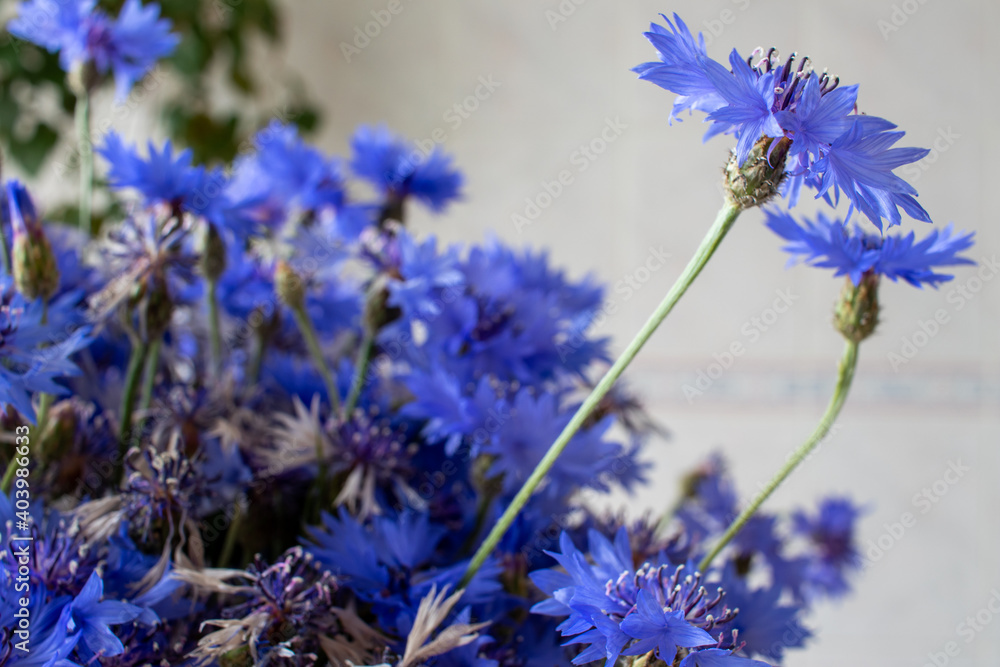 Bouquet of cornflower flowers with bokeh and copy space, floral abstract background Bouquet of cornflower flowers with bokeh and copy space, floral abstract background