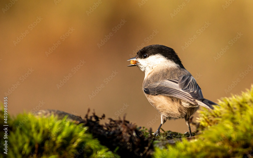 Obraz premium Common Marsh Tit in the forest background