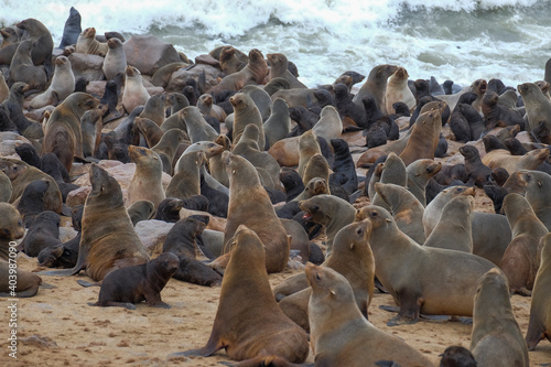 Fotografering sea ​​lion colony at cape croos in namibia