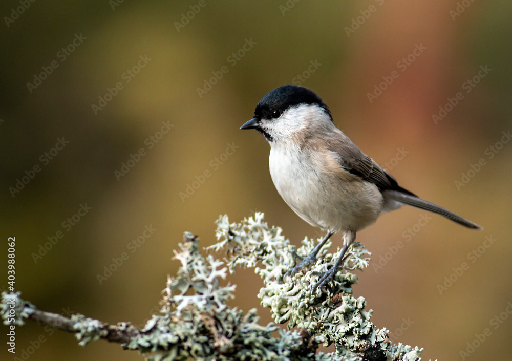 Fototapeta premium Common Marsh Tit in the forest background