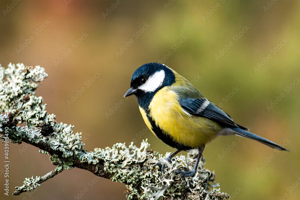 Fototapeta premium Great Tit in autumn forest