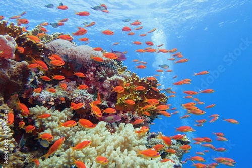 Fototapeta Naklejka Na Ścianę i Meble -  Beautiful tropical coral reef with shoal or red coral fish Anthias