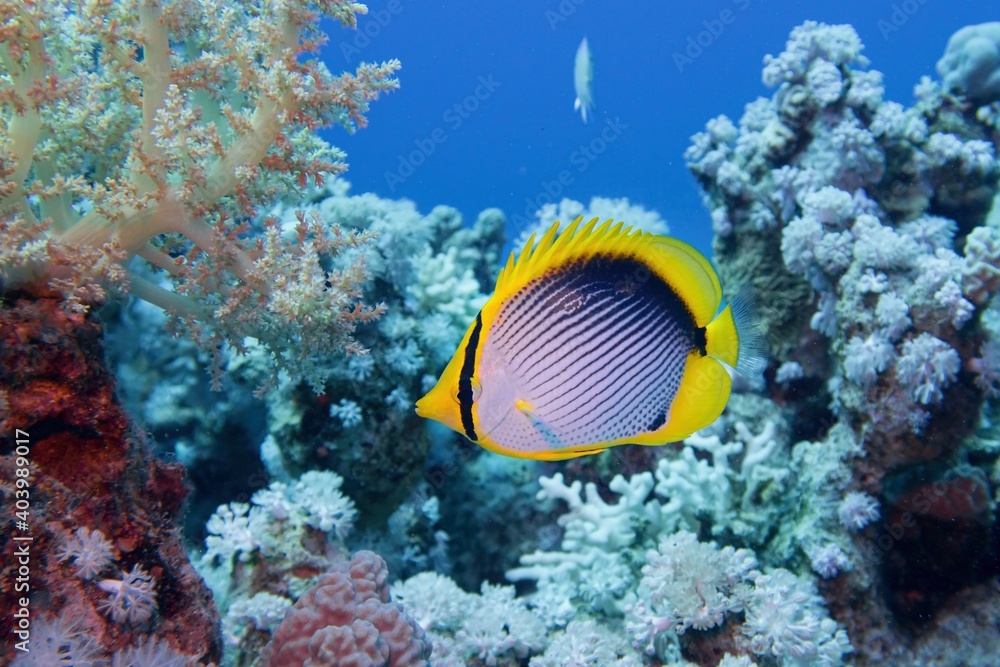 Beautiful underwater scene with coral reef and Blackbacked butterflyfish (Chaetodon melannotus) Beautiful underwater scene with coral reef and Blackbacked butterflyfish (Chaetodon melannotus)