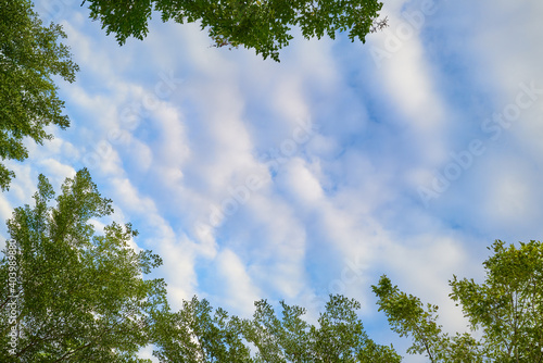 Blue sky and cloud pattern with green trees leaf background
