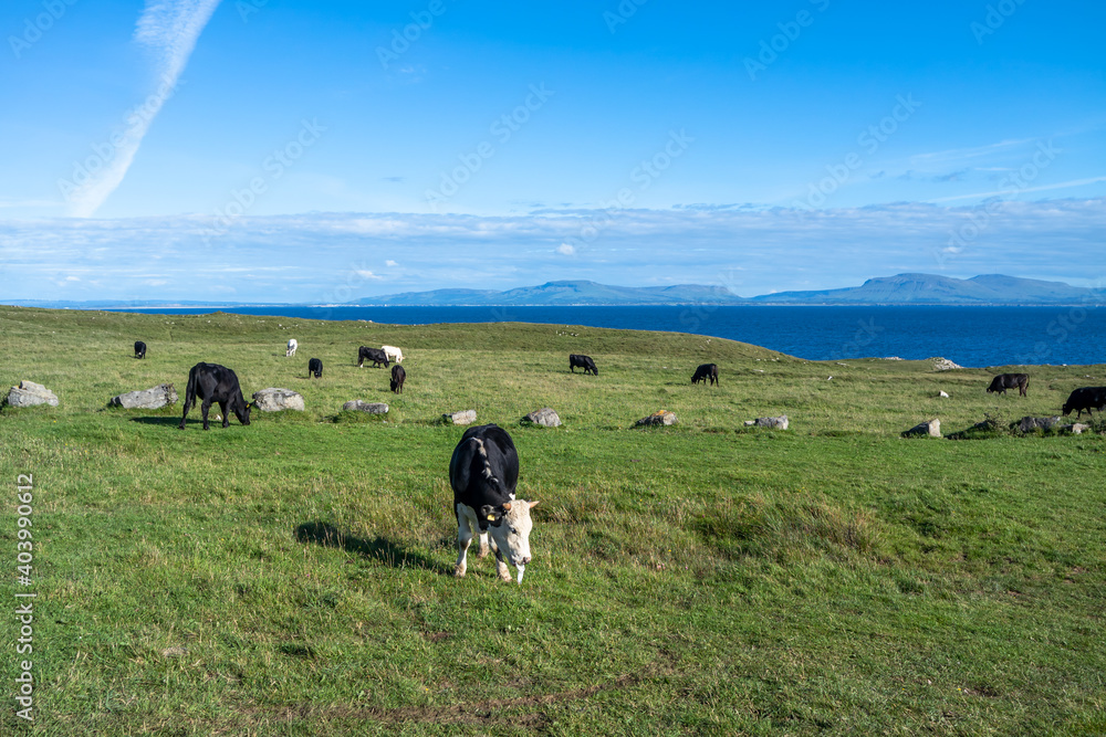Cows at St Johns Point in County DOnegal - Ireland Cows at St Johns Point in County DOnegal - Ireland