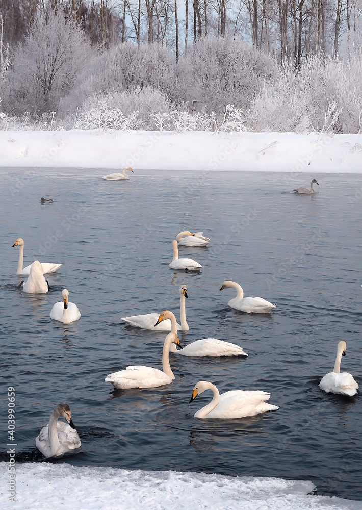 Whooper swans in winter on the lake - vertically 3