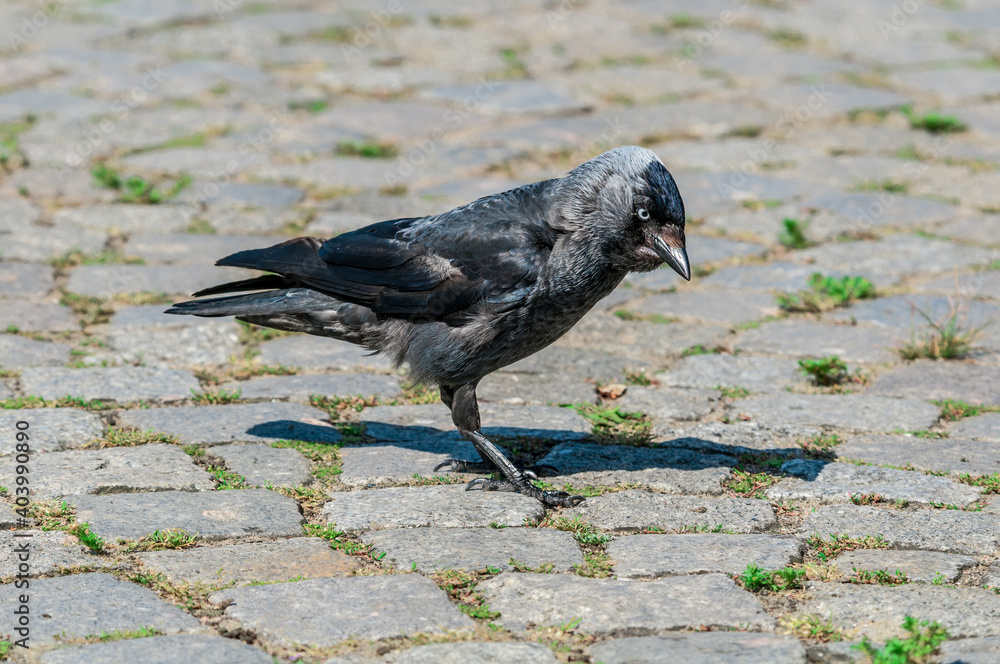 Obraz premium Western Jackdaw (Corvus monedula) in park, Husum, Schleswig-Holstein, Germany