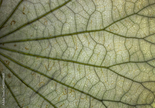 Transparent  lotus leaf
