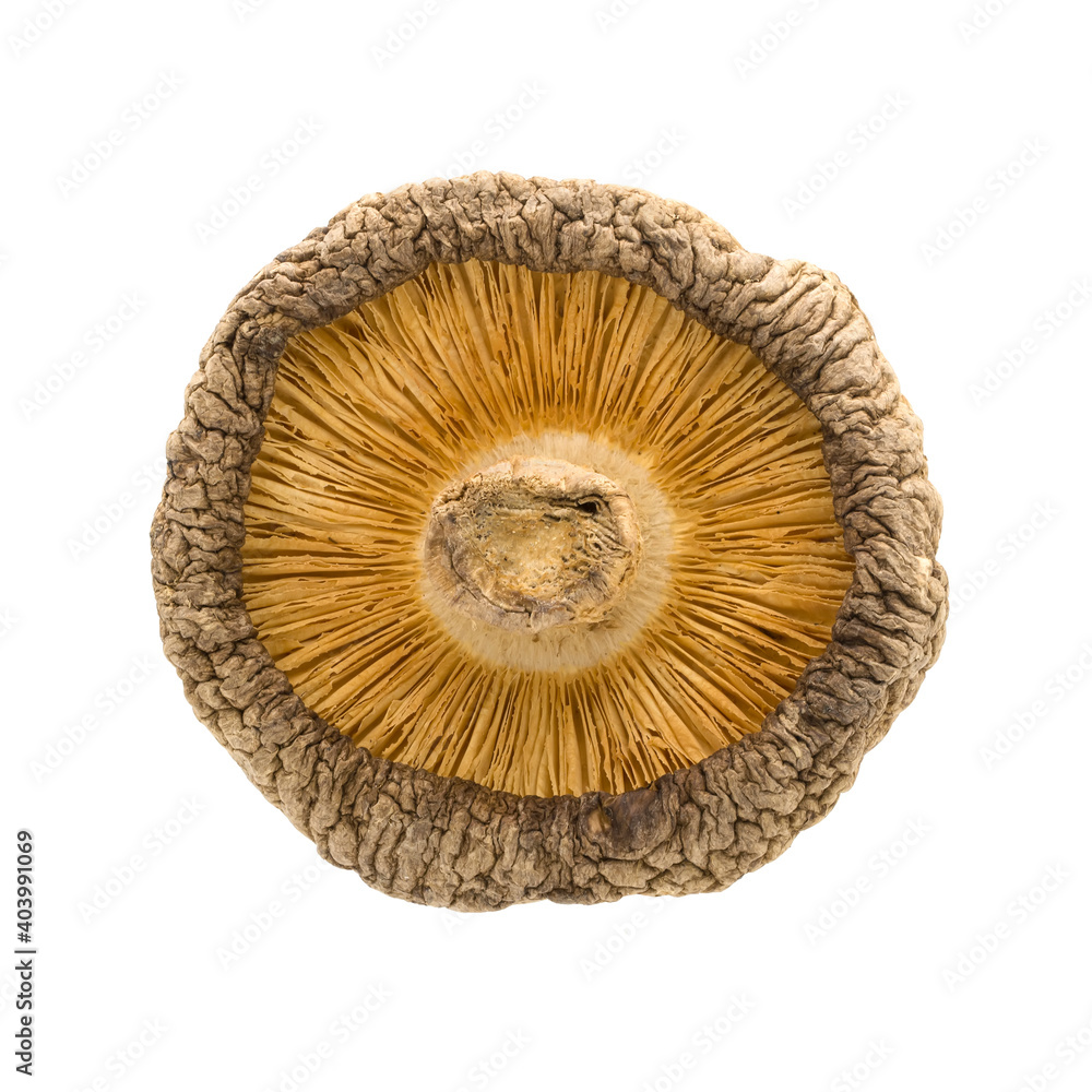 Chinese dried edible mushroom macro shot isolated on white background Chinese dried edible mushroom macro shot isolated on white background