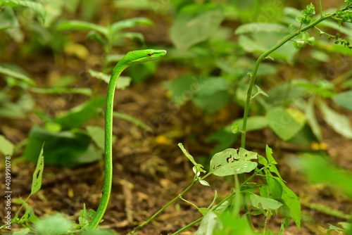 bamboo pit viper, green pit viper