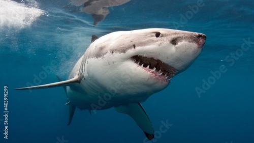 Fotografie, Obraz Great White Shark Under The Sea