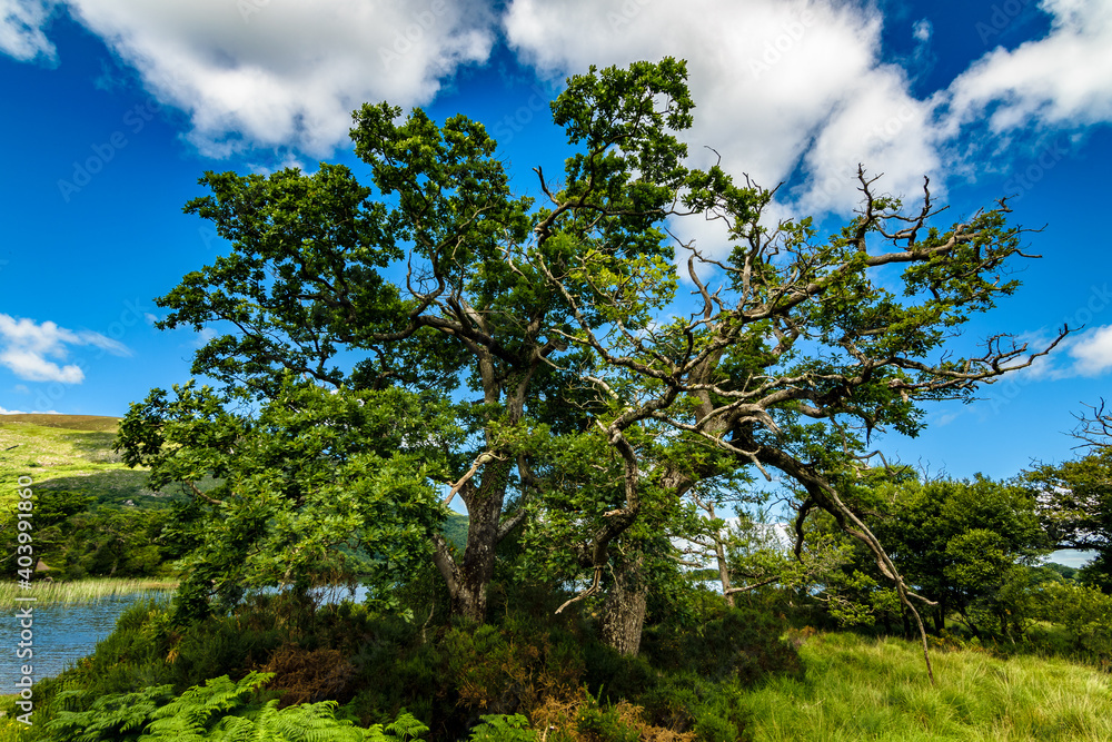 Green tree and blue sky with clouds in Killarney national park, Ireland