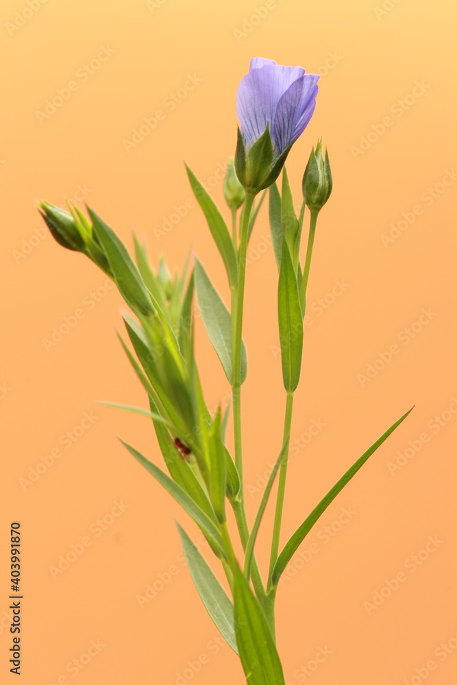 Fototapeta premium Blue flax plant and flower on light orange background