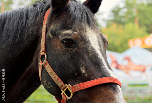 Horse head close up in profile