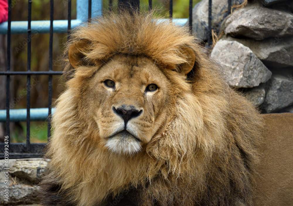 Naklejka premium African lion at the zoo 2
