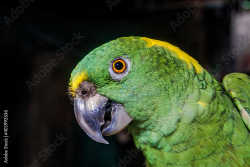 Yellow-naped Parrot (Amazona auropalliata) in aviary, Nicaragua