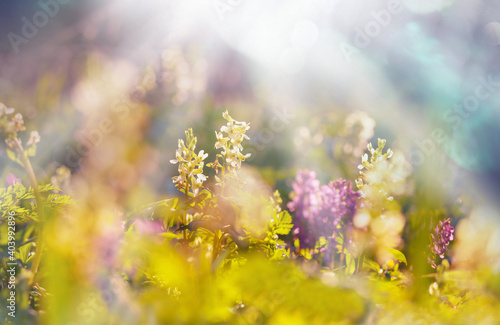 Spring flowers © Galyna Andrushko