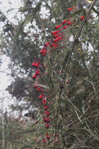 Vertical closeyp of amll red peaky fruit on a bush photo