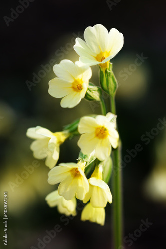 Fototapeta Naklejka Na Ścianę i Meble -  yellow cowslips or primrose in the black forest and own garden