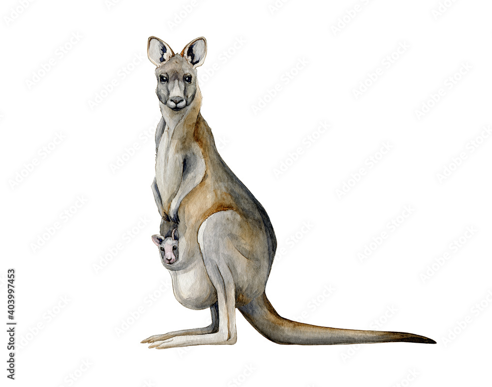 Kangaroo watercolor illustration. Hand drawn Australia animal with a baby in a pouch. Grey kangaroo side view realistic image. Australian wildlife animal with long tail and legs on white background. Kangaroo watercolor illustration. Hand drawn Australia animal with a baby in a pouch. Grey kangaroo side view realistic image. Australian wildlife animal with long tail and legs on white background.