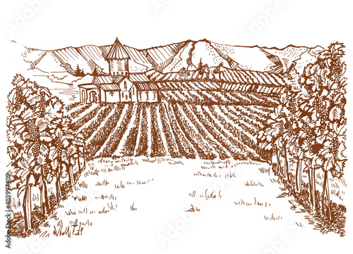 Vineyards panorama in retro style. Drawing of vineyards in the south. Fields with vines and a house in the background