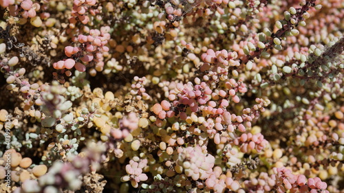 a Sedum dasyphyllum (not sure) in Caihau, on the island Sao Vicente, Cabo Verde, in the month of November