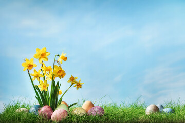 Narcissus flower with easter eggs in spring grass with sky