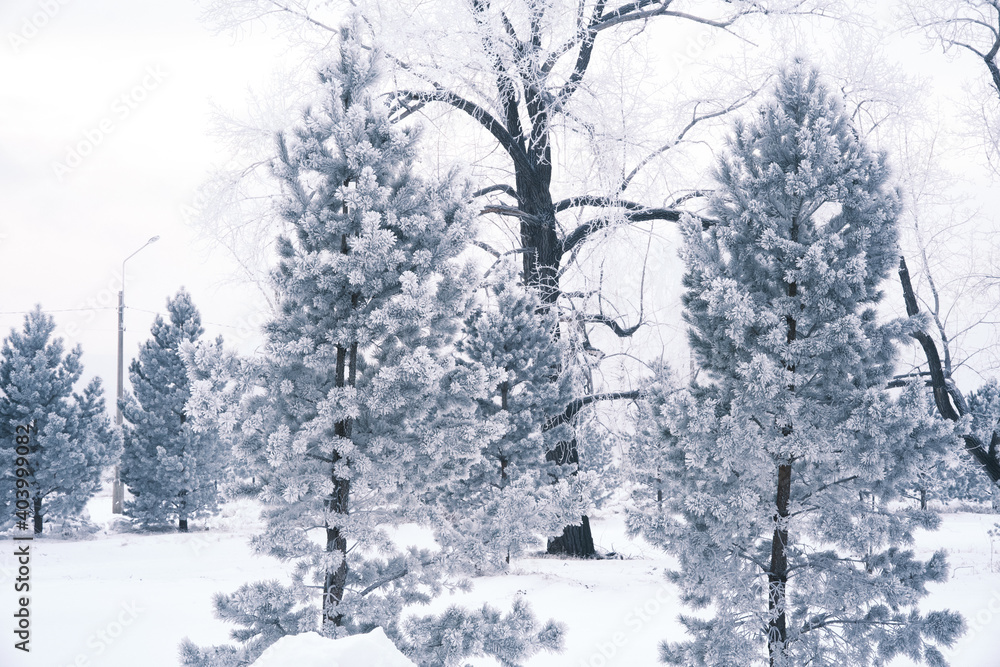 winter landscape with trees winter landscape with trees