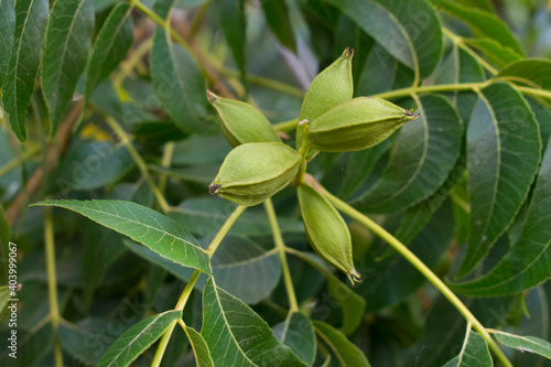 The pecan (Carya illinoinensis) tree with green nuts. 

