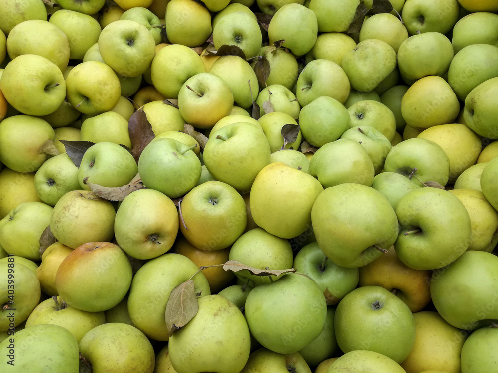 Bulk Apples in Bin. Ripe sweet green apples. Fresh organic apples from above for sale. Close-up. Selective focus. Full frame. Bulk Apples in Bin. Ripe sweet green apples. Fresh organic apples from above for sale. Close-up. Selective focus. Full frame.