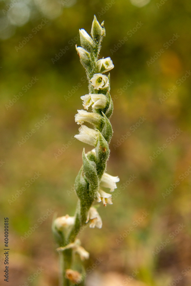 Orchid of Autumn Lady's-tresses macro photography Orchid of Autumn Lady's-tresses macro photography