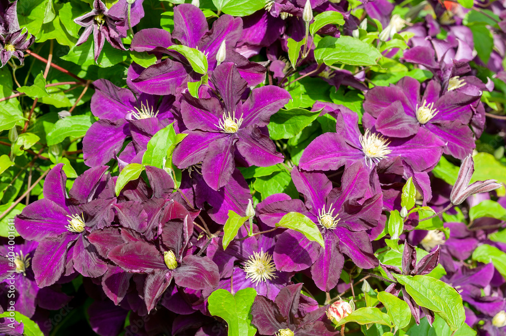 Clematis 'Warszawska Nike' an early summer flowering shrub plant with a purple summertime flower which opens from July to September, stock photo image Clematis 'Warszawska Nike' an early summer flowering shrub plant with a purple summertime flower which opens from July to September, stock photo image