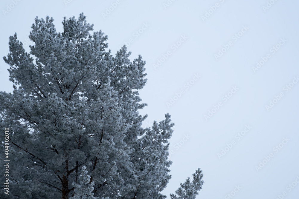 Winter background. Snow covered tree against blue sky Winter background. Snow covered tree against blue sky