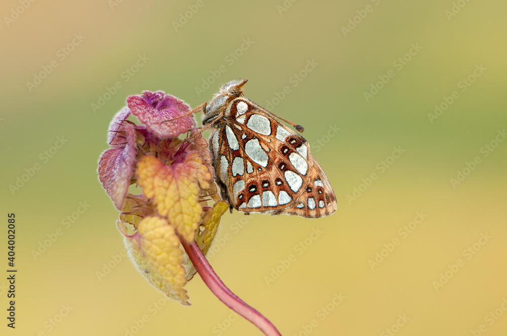 Φωτογραφία butterfly of the genus of the Nymphalidae  in the early morning on a field flowe