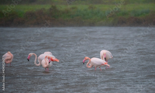 flock of flamingos in their natural ecosystem
