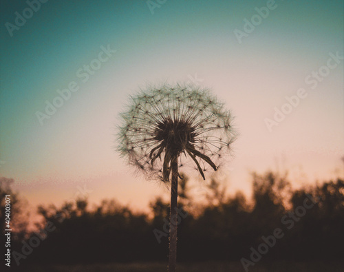 Dandelion  macro photo