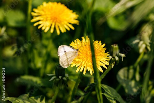 A white butterfly takes a rest on a dandelion flower