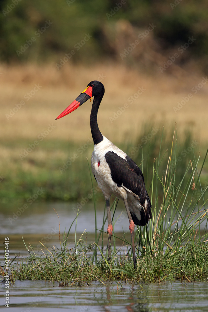 The saddle-billed stork (Ephippiorhynchus senegalensis) standing in the river. A large African stork with a colorful beak in the river.