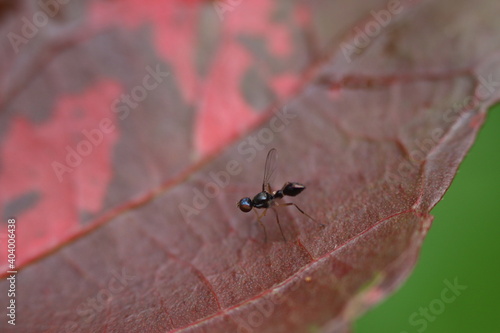flying ant © karthik